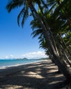 Tropical paradise beach with palm trees Australia
