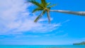 Tropical paradise beach with white sand and coco palms travel tourism wide panorama background concept in hawai 2019 Royalty Free Stock Photo