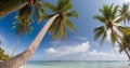 A tropical paradise with a breathtaking panoramic image of a pristine beach fringed with swaying coconut palms Royalty Free Stock Photo