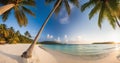 A tropical paradise with a breathtaking panoramic image of a pristine beach fringed with swaying coconut palms Royalty Free Stock Photo