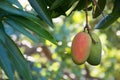 Tropical paradise - exotic mango fruit riping on the tree Royalty Free Stock Photo