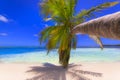 Tropical idyllic caribbean beach with palm tree, Punta Cana, Dominican Republic Royalty Free Stock Photo