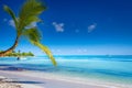 Tropical paradise: caribbean beach with single palm tree and boat, Punta Cana Royalty Free Stock Photo