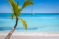 Tropical paradise: caribbean beach with single palm tree and boat, Punta Cana