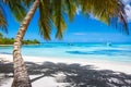 Tropical paradise: caribbean beach with single palm tree and boat, Punta Cana