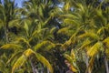 Tropical paradise: idyllic caribbean palm trees with sunbeam in Punta Cana Royalty Free Stock Photo