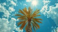 Tropical Paradise: Majestic Palm Tree Silhouette Against the Sunset Sky Royalty Free Stock Photo