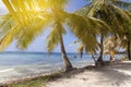 Tropical paradise, palm trees on the beach