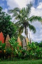 Tropical paradise and surfboards stacked as a fence in Maui Royalty Free Stock Photo