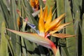 Tropical Parakeet flower