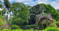 Tropical park with beautiful trees and flowers. Wide photo. Royalty Free Stock Photo