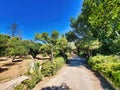 Tropical park. Road in the mountains. Photo of walkway in public park. A park in the middle of pine trees. Colorful street view.