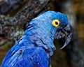 Tropical parrot with blue plumage in its habitat