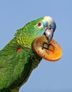 Tropical parrot holding bitcoin cryptocurrency in beak