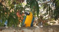 Tropical Parrot. Macaw. In Boca Chica Beach, Domin