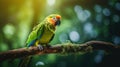 Tropical Parrot Perched On Wood Branch - Vibrant Nature Photography