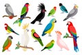 Tropical parrot set Royalty Free Stock Photo