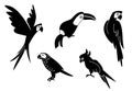 Tropical parrot set with feathers and wings. Black silhouette parrots, illustration of exotic bird parrot. Royalty Free Stock Photo