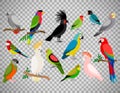 Tropical parrot set on transparent background Royalty Free Stock Photo