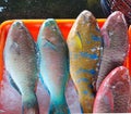 Tropical Parrotfish for Sale