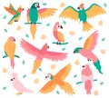 Tropical parrots. Jungle colorful birds, cute cockatoo, jaco and budgerigar. Summer tropical parrots vector illustration