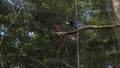 Tropical parrots red-blue and hyacinth macaw sit on a perch in the aviary Royalty Free Stock Photo