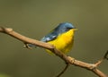 Tropical Parula Perch