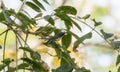 Tropical Parula Setophaga pitiayumi Feeding on Insects in Dense Vegetation in Jalisco, Mexico