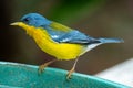 Tropical Parula Setophaga pitiayumi is a small New World warbler.