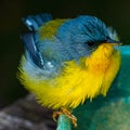 Tropical Parula Setophaga pitiayumi is a small New World warbler.