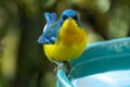 Tropical Parula Setophaga pitiayumi is a small New World warbler.