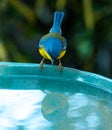 Tropical Parula Setophaga pitiayumi is a small New World warbler.