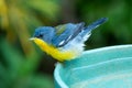 Tropical Parula (Setophaga pitiayumi) is a small New World warbler.