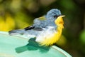 Tropical Parula (Setophaga pitiayumi) is a small New World warbler.