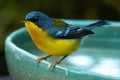 Tropical Parula Setophaga pitiayumi is a small New World warbler.