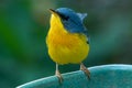 Tropical Parula Setophaga pitiayumi is a small New World warbler.