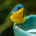 Tropical Parula Setophaga pitiayumi is a small New World warbler.