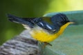 Tropical Parula Setophaga pitiayumi is a small New World warbler.