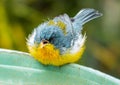 Tropical Parula (Setophaga pitiayumi) is a small New World warbler.