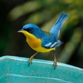 Tropical Parula Setophaga pitiayumi is a small New World warbler.