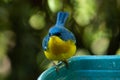 Tropical Parula Setophaga pitiayumi is a small New World warbler.