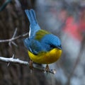 Tropical Parula Setophaga pitiayumi is a small New World warbler.