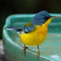 Tropical Parula Setophaga pitiayumi is a small New World warbler.