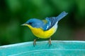 Tropical Parula (Setophaga pitiayumi) is a small New World warbler.