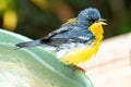 Tropical Parula (Setophaga pitiayumi) is a small New World warbler.