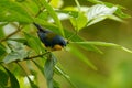 Tropical parula Setophaga pitiayumi small New World warbler, yellow and black bird breeds from Texas and Mexico south through