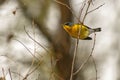 tropical parula (Setophaga pitiayumi)