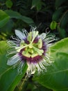 Tropical Passion Fruit Flower