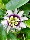 Tropical passion fruit flower up close in purple and white