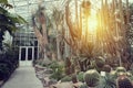 Tropical path with green tropical plants, palms and catuses with sunset sun at botanical garden in Europa